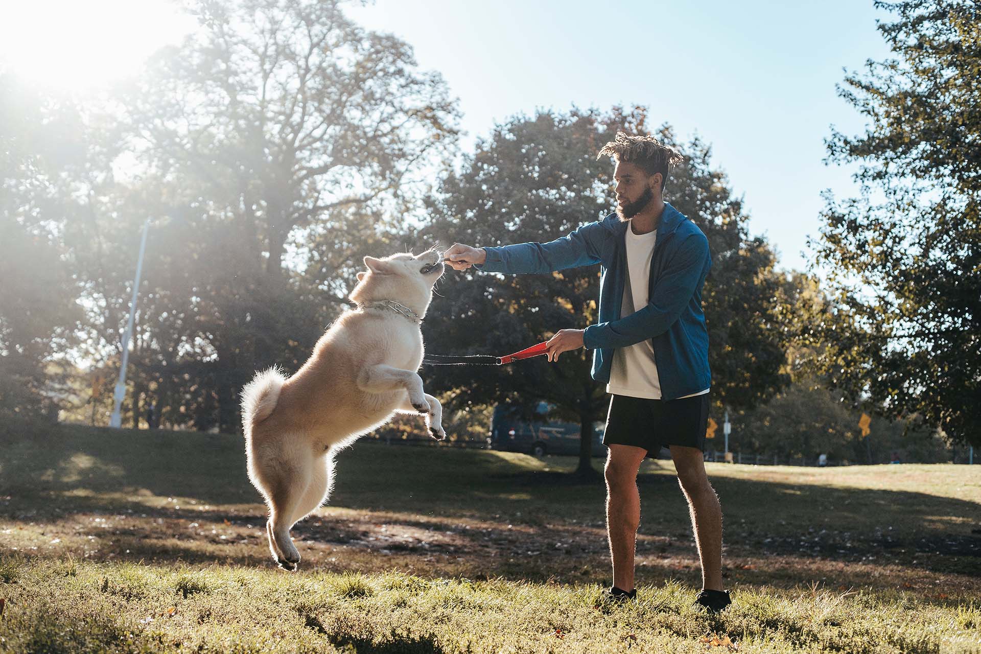 How to train a puppy